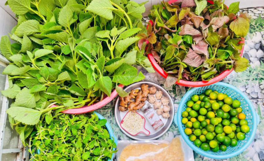 Húng chanh và bài thuốc quý