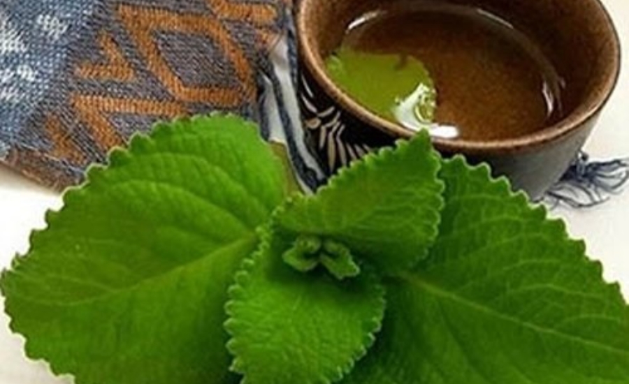 Siro húng chanh Thái Bình